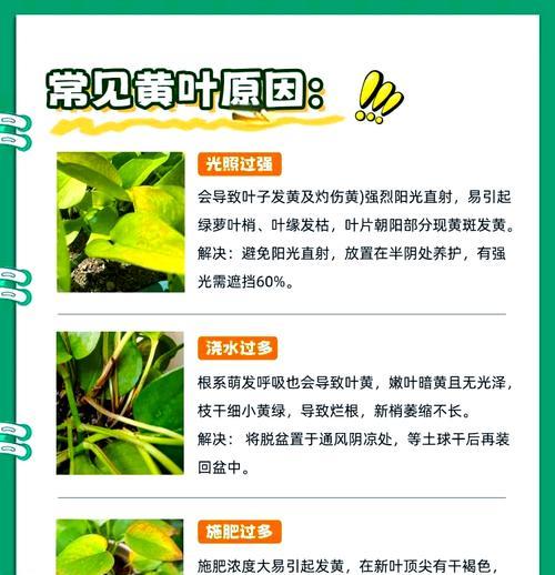 发财树叶子发黄不绿？如何恢复翠绿？
