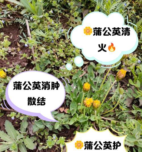蒲公英的外观特征是什么？