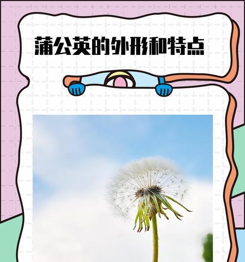 蒲公英的外观特征是什么？