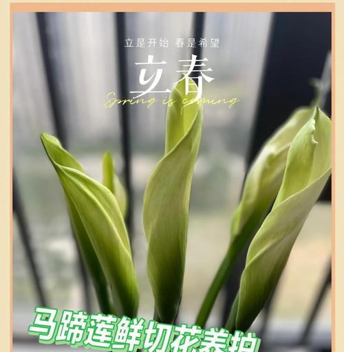 进口马蹄莲的养护方法是什么？