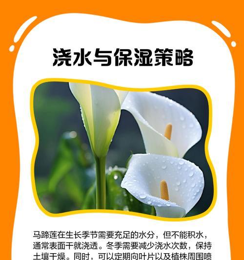 进口马蹄莲的养护方法是什么？