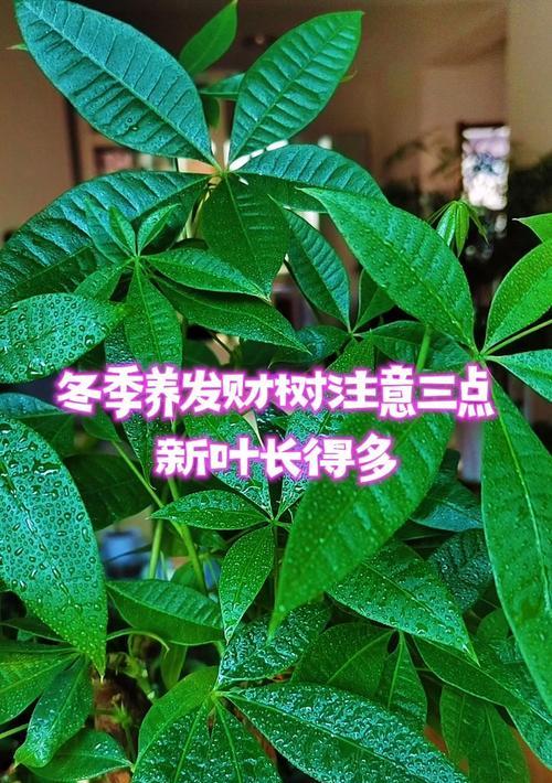 发财树叶子发白了怎么办？如何处理和预防？