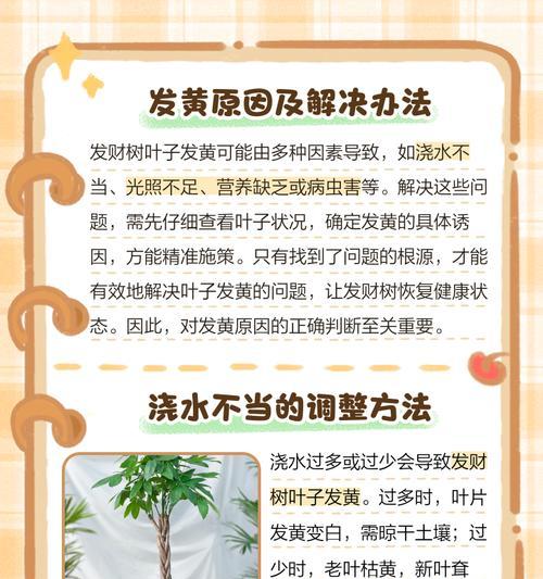 发财树叶子发白了怎么办？如何处理和预防？
