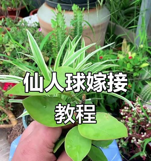 怎么给仙人球嫁接？需要哪些工具？