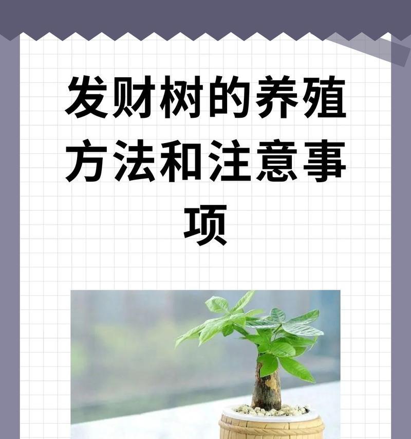 发财树的养殖技巧有哪些？