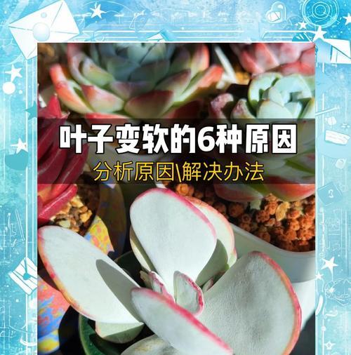 植物叶子脱落的常见原因及解决方法？
