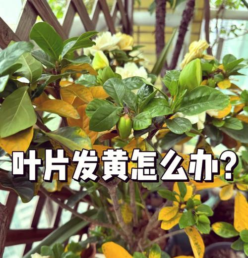 植物叶子脱落的常见原因及解决方法？