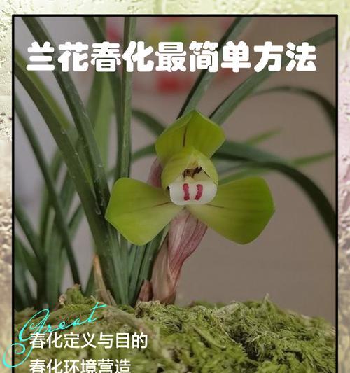 兰花的养护和繁殖方法是什么？