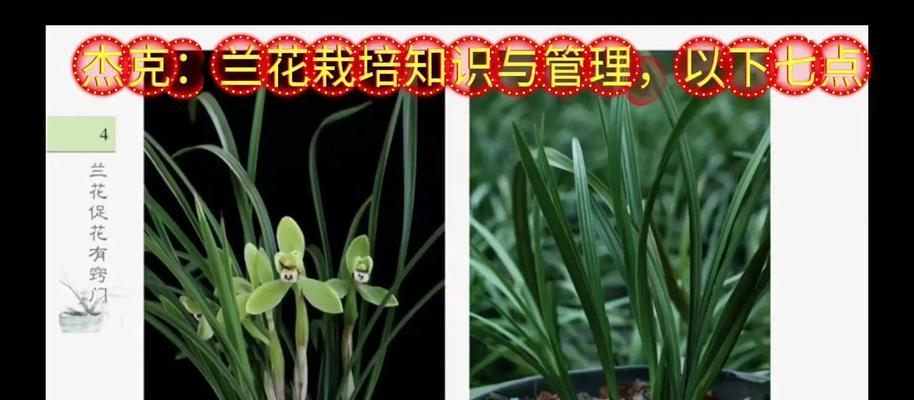 兰花的养护和繁殖方法是什么？