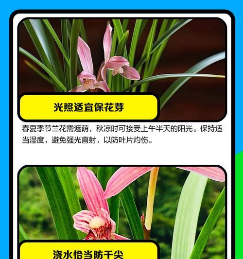 兰花的养护和繁殖方法是什么？