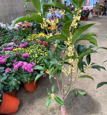 桂花怎么嫁接？桂花嫁接的方法和注意事项有哪些？