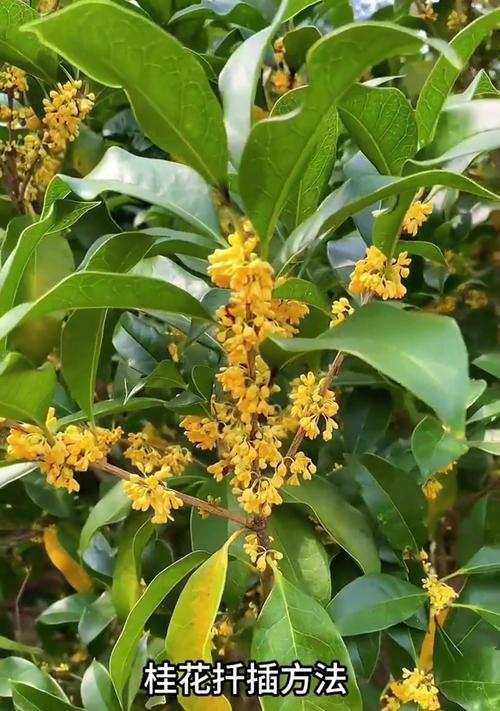 桂花怎么嫁接？桂花嫁接的方法和注意事项有哪些？