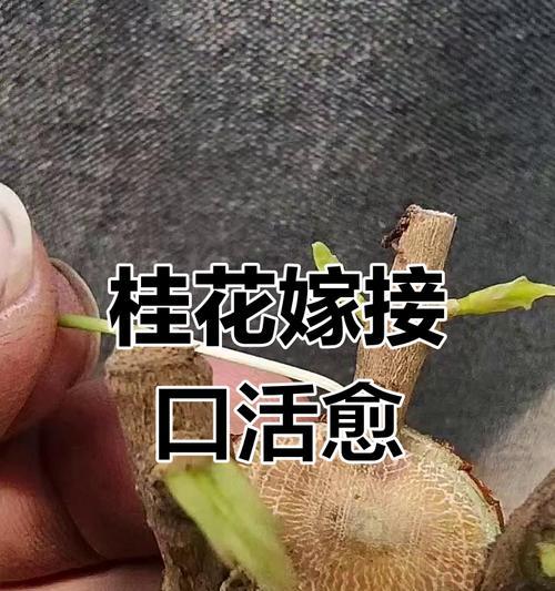桂花怎么嫁接？桂花嫁接的方法和注意事项有哪些？
