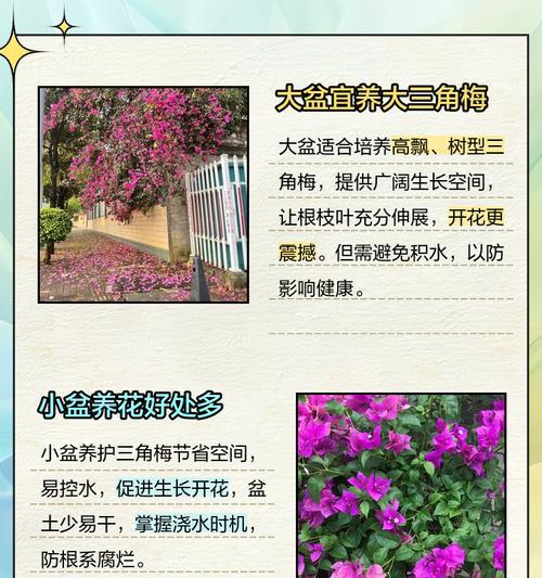 三角梅室内怎么养？室内养护三角梅的技巧是什么？
