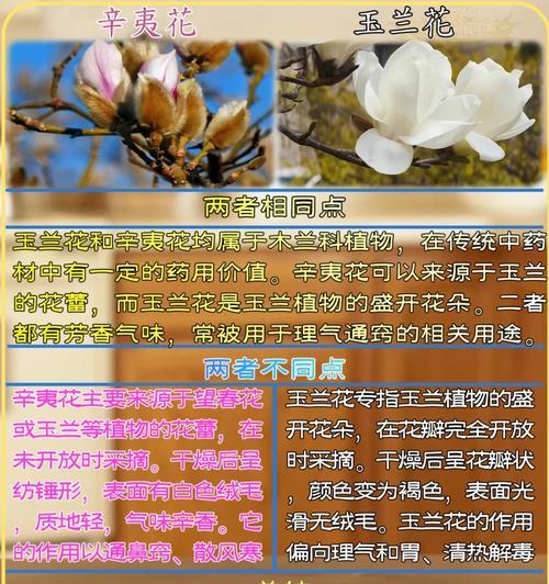 玉兰树种植的最佳季节和方法？