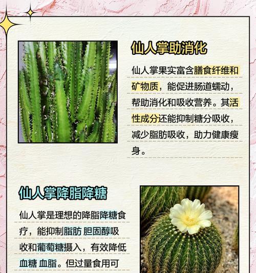 仙人掌类植物的养殖技巧有哪些？