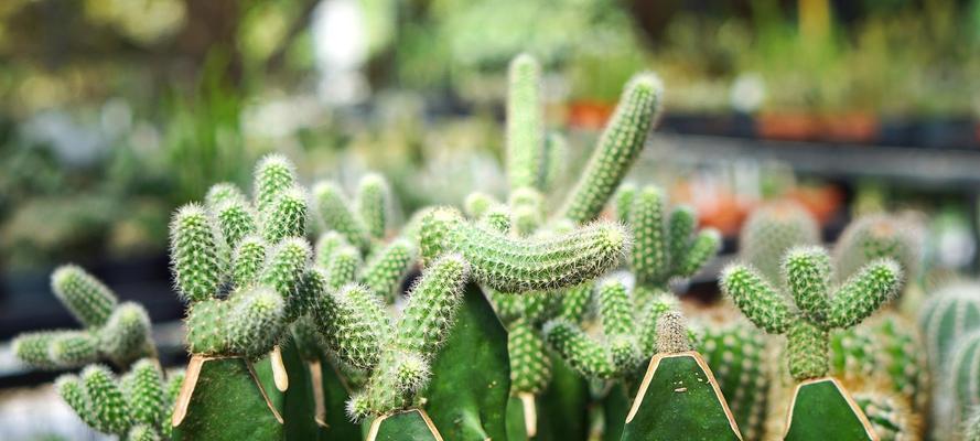 仙人掌类植物的养殖技巧有哪些？