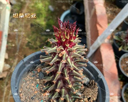 仙人掌类植物的养殖技巧有哪些？
