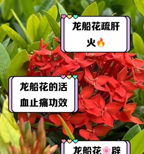 龙船怎么养才能长得好？龙船的养殖方法有哪些？