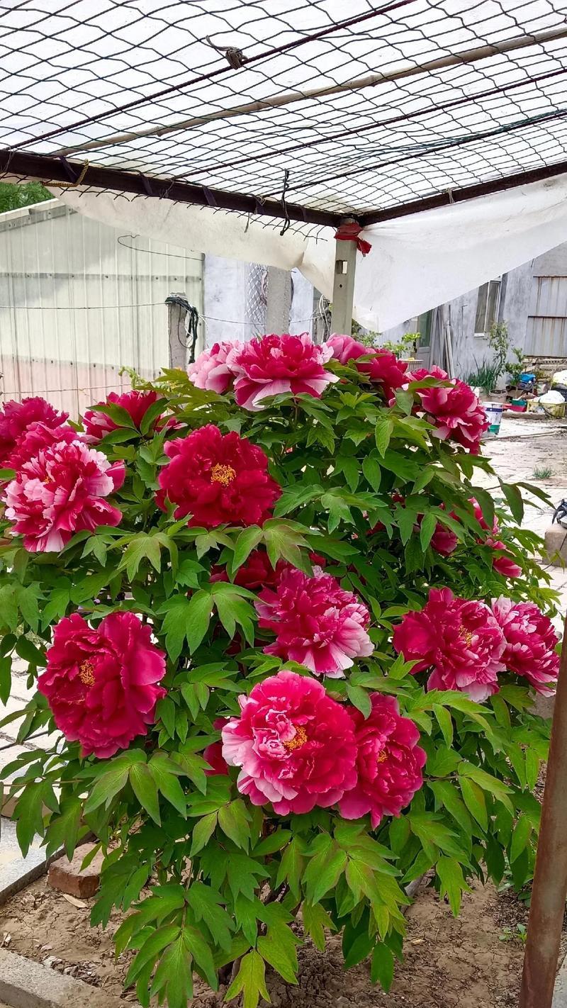 牡丹花的品种大全有哪些？如何选择适合的牡丹花品种？