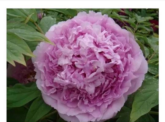 牡丹花的品种大全有哪些？如何选择适合的牡丹花品种？