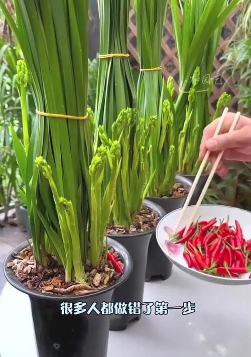 如何养好兰草？