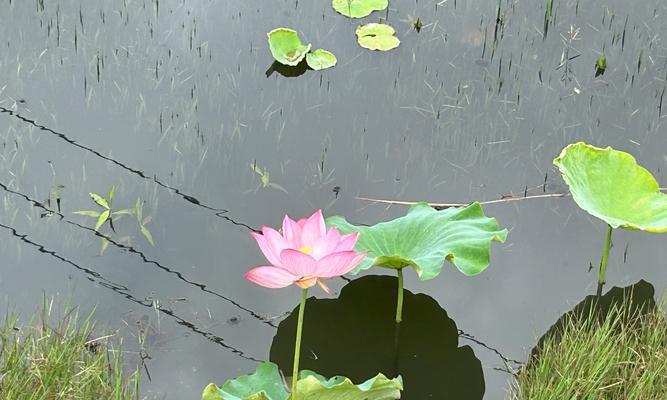 不同花卉对水质的要求有哪些？