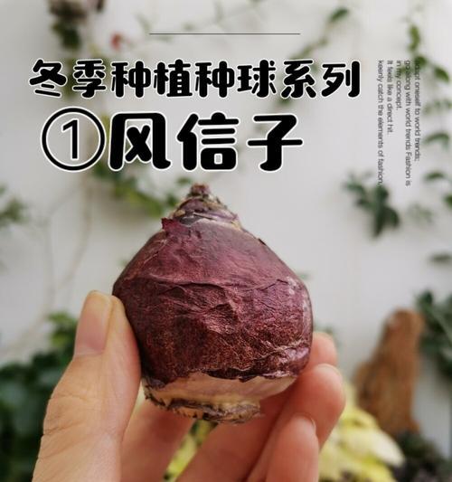 风信子的品种有哪些？风信子的种植和管理方法是什么？