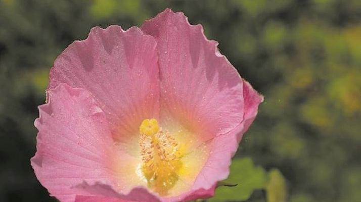 芙蓉花长什么样？如何区分不同品种的芙蓉花？