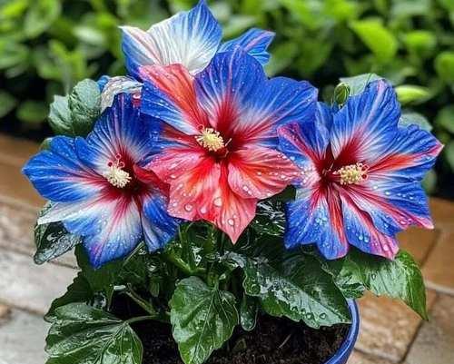 芙蓉花长什么样？如何区分不同品种的芙蓉花？
