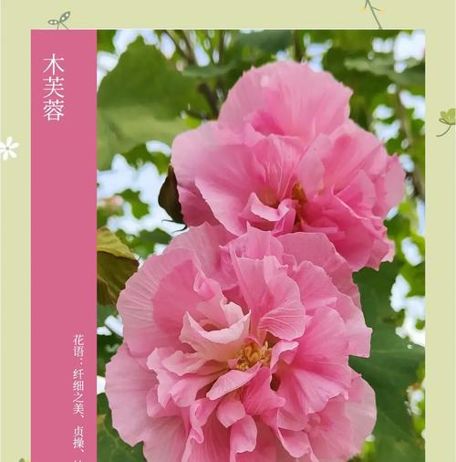 芙蓉花长什么样？如何区分不同品种的芙蓉花？
