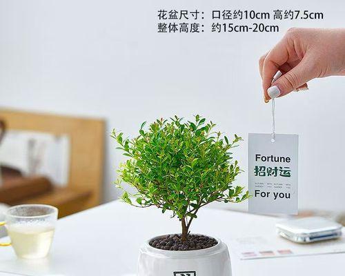室外常绿植物有哪些种类？室外常绿植物的养护方法是什么？