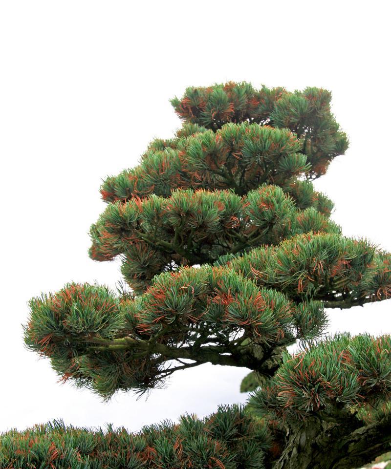 室外常绿植物有哪些种类？室外常绿植物的养护方法是什么？