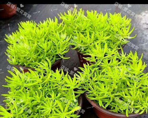 室外常绿植物有哪些种类？室外常绿植物的养护方法是什么？