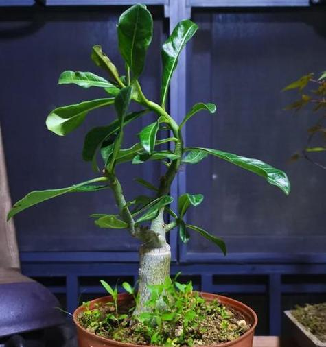 玫瑰花修剪的方法是什么？