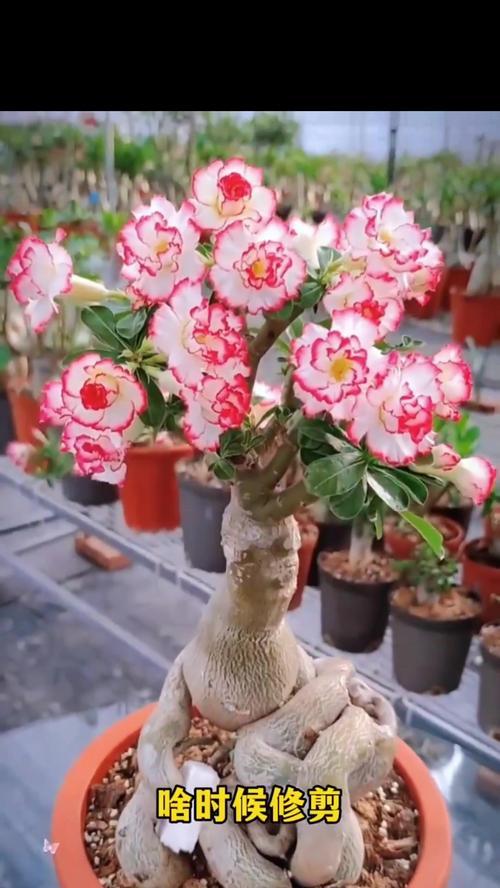 玫瑰花修剪的方法是什么？