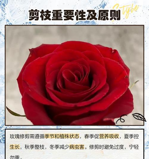 玫瑰花修剪的方法是什么？