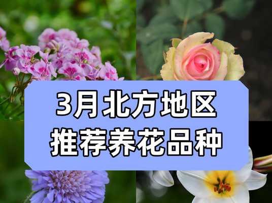 哪些花卉容易种植？适合初学者的花卉推荐？