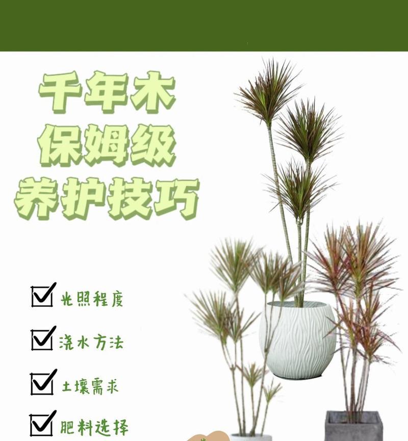 千年木的养殖方法是什么？如何保持千年木的健康生长？