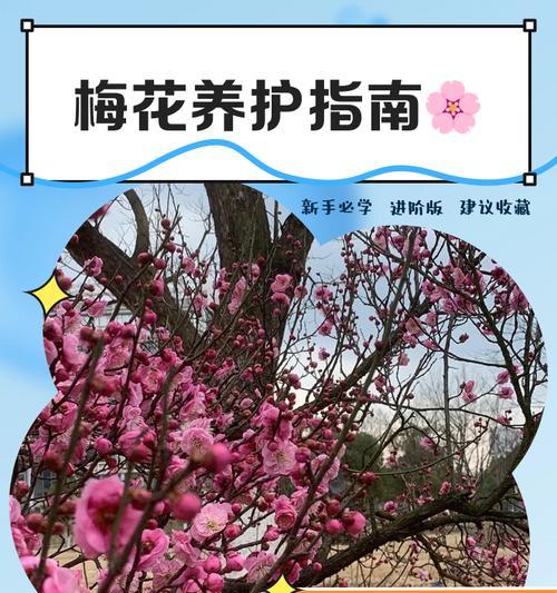 梅花繁殖的常见方法是什么？