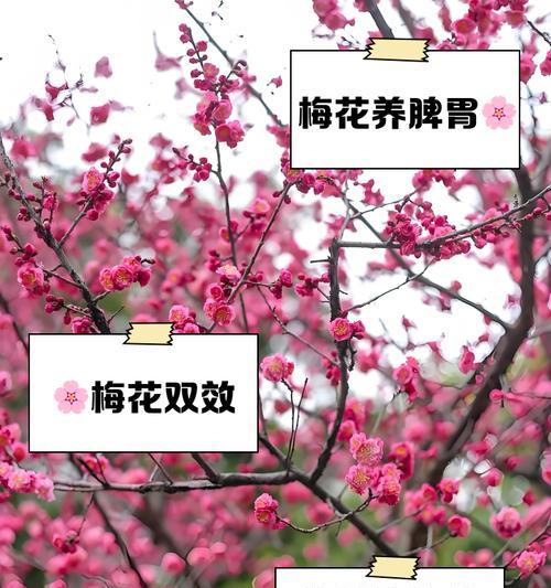 梅花繁殖的常见方法是什么？