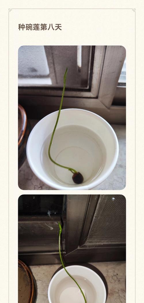 碗莲的根系特征是什么？如何观察碗莲根的健康状况？