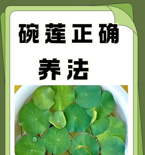 碗莲的根系特征是什么？如何观察碗莲根的健康状况？