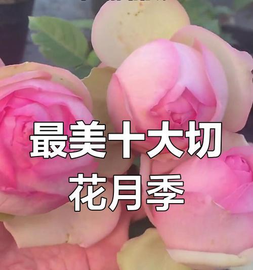 切花有哪些推荐品种？如何挑选和养护切花品种？