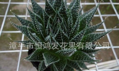 波露的繁殖方法是什么？如何进行波露的有效繁殖？