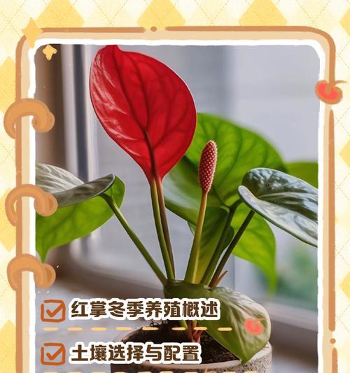 红掌的养殖方法和常见问题解答？