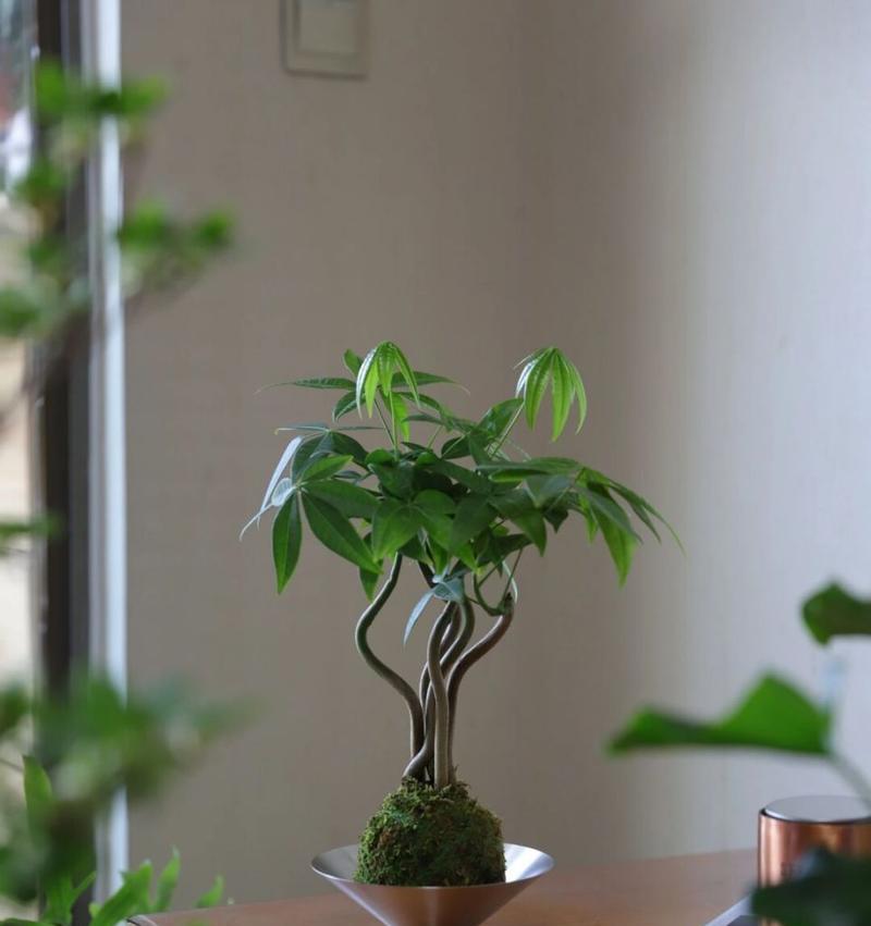 夏天有什么盆栽植物？夏季适合种植哪些盆栽？