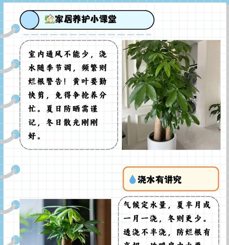 发财树叶子生长缓慢的原因及解决办法？