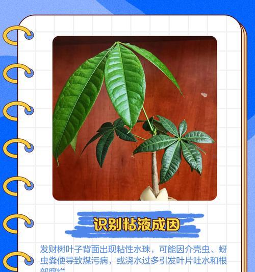 发财树叶子生长缓慢的原因及解决办法？