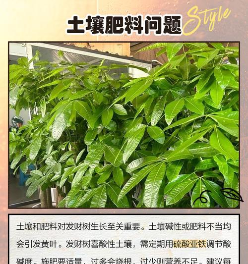 发财树叶子生长缓慢的原因及解决办法？